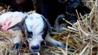 parto gemellare capra goat giving birth twins parte part 3 Full HD 1080p [upl. by Shih]