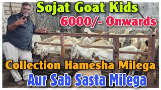 6000 Onwards Sojat Goat Kids At NADIM BHAI  Sojat Bakri Ke Bacche In Bhiwandi [upl. by Adnhoj]