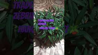 Tradescantina zebrina Ghar Ki sundarta hangingplants indoor outdoor plant [upl. by Gamber]