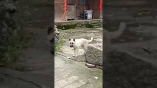 Dog Dancing 😀🎵shorts trending youtubeshorts viralvideo viral dog cat doglovers funny dance [upl. by Sekyere]