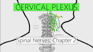 Cervical Plexus  Nervous system  4K  Spinal nerves Chapter 2 [upl. by Aggappe15]