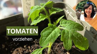 Tomaten erfolgreich vorziehen SchrittfürSchrittAnleitung für die Anzucht [upl. by Negah224]