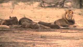 African safari tours highlights Kenya Tanzania South Africa Botswana Uganda Zambia Zimbabwe [upl. by Allecnirp415]