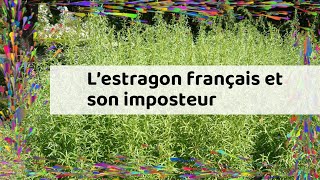 L’estragon français et son imposteur [upl. by Ylra]