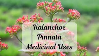 Kalanchoe Pinnata Medicinal Uses Amazing Health Benefits Revealed medicinalplants houseplants [upl. by Mila]