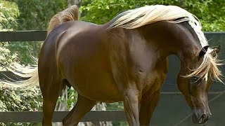 Arabian Horse videos compilation  4  😉 2021 Try not to watch it till the end [upl. by Dyal]