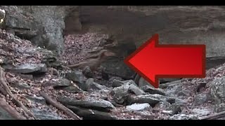 ALIVE RAPTOR DINOSAUR CAUGHT ON CAMERA NEW 2016 real dinosaurs Jurassic Park in real life [upl. by Reibaj]