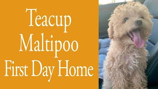 Teacup Maltipoo First Day Home [upl. by Semaj78]