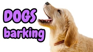 DOGS BARKING  12 Dog Breeds Barking HD Sound Effect [upl. by Amihc]