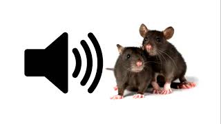 Mouse  Sound Effect  ProSounds [upl. by Aleahs]