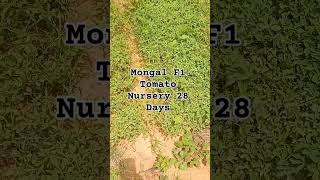 Mongal F1 Tomato Nursery 28 Days aes tomato [upl. by Adriana]