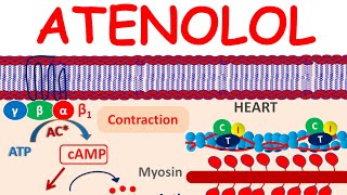 Atenolol a selective Beta blocker  Mechanism precautions side effects amp uses [upl. by Narine577]