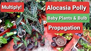 Alocasia Propagation  Polly  Amazonica Bulb amp Baby Plants [upl. by Towbin]