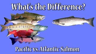 Whats the Difference Atlantic vs Pacific Salmon [upl. by Seta]