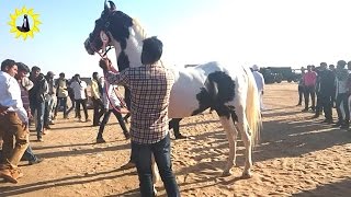 Breeding Stallion horse ring show Nada Bet 2017 [upl. by Pike238]