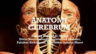 BK4 Anatomi otak Cerebrum Cerebellum dan truncus cerebri  dr nanang [upl. by Hepsiba]