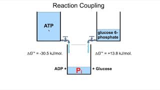 Converting Endergonic reactions to Exergonic reactions [upl. by Edualc955]