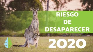 ANIMALES en PELIGRO de EXTINCIÓN por PAÍS 🐒🌏⚠️ 100 Animales en Riesgo de Desaparecer [upl. by Enihsnus]