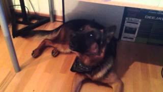 German Shepherd singing to his own video [upl. by Naimaj]