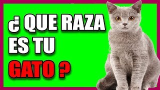 COMO saber LA RAZA DE MI GATO caracteristicas de las razas de gatos [upl. by Rotkiv918]