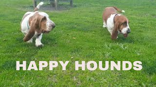 Just Basset Hounds being happy [upl. by Oecam]