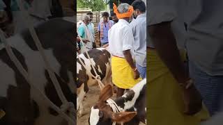 karimangalam cow market Dharmapuri district [upl. by Lim530]