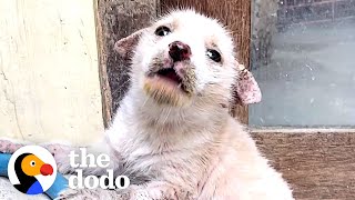 Mangey Street Puppy Completely Transforms  The Dodo [upl. by Sankey350]