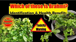 Which of These Plants is Brahmi The Brain Tonic  Brahmi and Gotukola  Health Benefits Toxicity [upl. by Enayd]