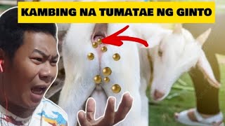 ANG KAMBING NA TUMATAE NG GINTO [upl. by Carpio]