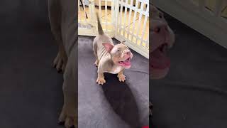 Warnings For All Pitbulls ❤️ Wholesome Moments shorts pitbull [upl. by Branden]