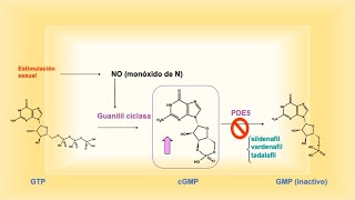 SildenafilVardenafilTadalafil disfunción eréctil síntesis introducción [upl. by Ecnadnak591]