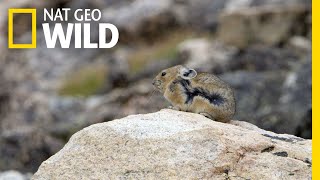 The American Pika calling out [upl. by Amiel]