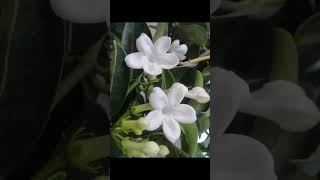 Jasmine Stephanotisfloribundabeautiful flower vine fragrant blooms garden love gardening [upl. by Gregory]