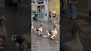 Ducks Marching in Perfect Sync 🦆🎶 shortsviral animals funnyanimals [upl. by Janenna]