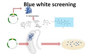 blue white screening [upl. by Atinej]