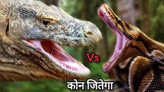 komodo dragon vs anaconda कौन जीतेगा  komodo dragon vs king cobra who will win [upl. by Grimaldi]