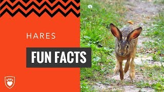 Hares  Fun Facts [upl. by Namie]