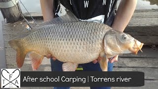 After school Big Winter Carp  Torrens river South Australia [upl. by Eecyak477]