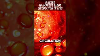 5 herbs to improve blood circulation in legs bloodcirculation [upl. by Walter]