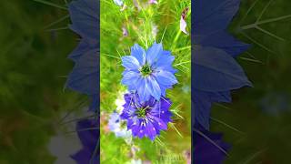 Nigella Damascena flowers shortsnaturetrending [upl. by Enowtna]