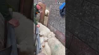 Quick and Easy Sheep and Lamb Sorting youtubeshorts farming sheep viralvideo [upl. by Eitirahc]