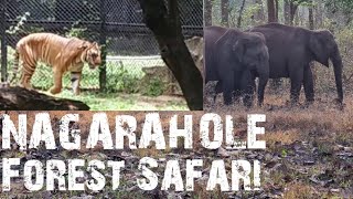 Why Nagarahole Safari Is So Popular Elephant Elephantattack [upl. by Anitniuq]