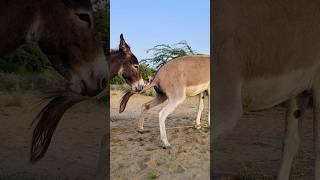 wildlife gadha funnyanimal reels youtuber [upl. by Anelac]