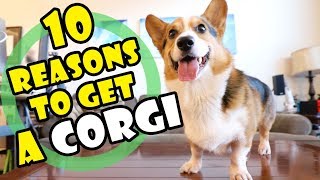 10 Reasons Why You SHOULD Get a CORGI Puppy  Extra After College [upl. by Ayotal239]