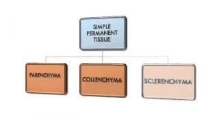 Biology Grade 9  Plant Tissues  Definition  Working  Types of Tissues [upl. by Hannej]