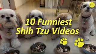 10 Funniest Shih Tzu Videos [upl. by Syned479]