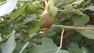 Feigen  Figs Ficus carica Jan  Aug 2011 [upl. by Ayanad]