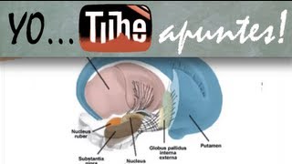Fisiología del sistema nervioso Motor Ganglios basales 1 [upl. by Frodina]