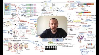 Control of Gene Expression Mindmap OCR A Level Biology Module 61 [upl. by Ailsun]