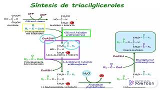 SÍNTESIS DE TRIACILGLICEROLES [upl. by Ruffina346]